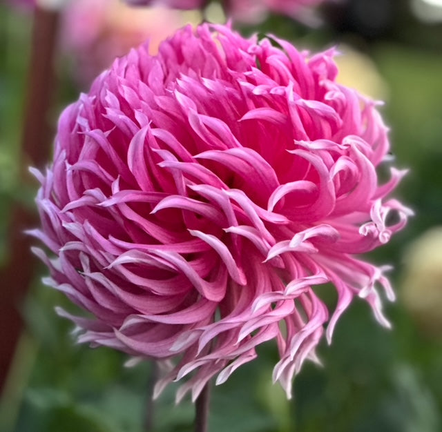 Hollyhill Cotton Candy
