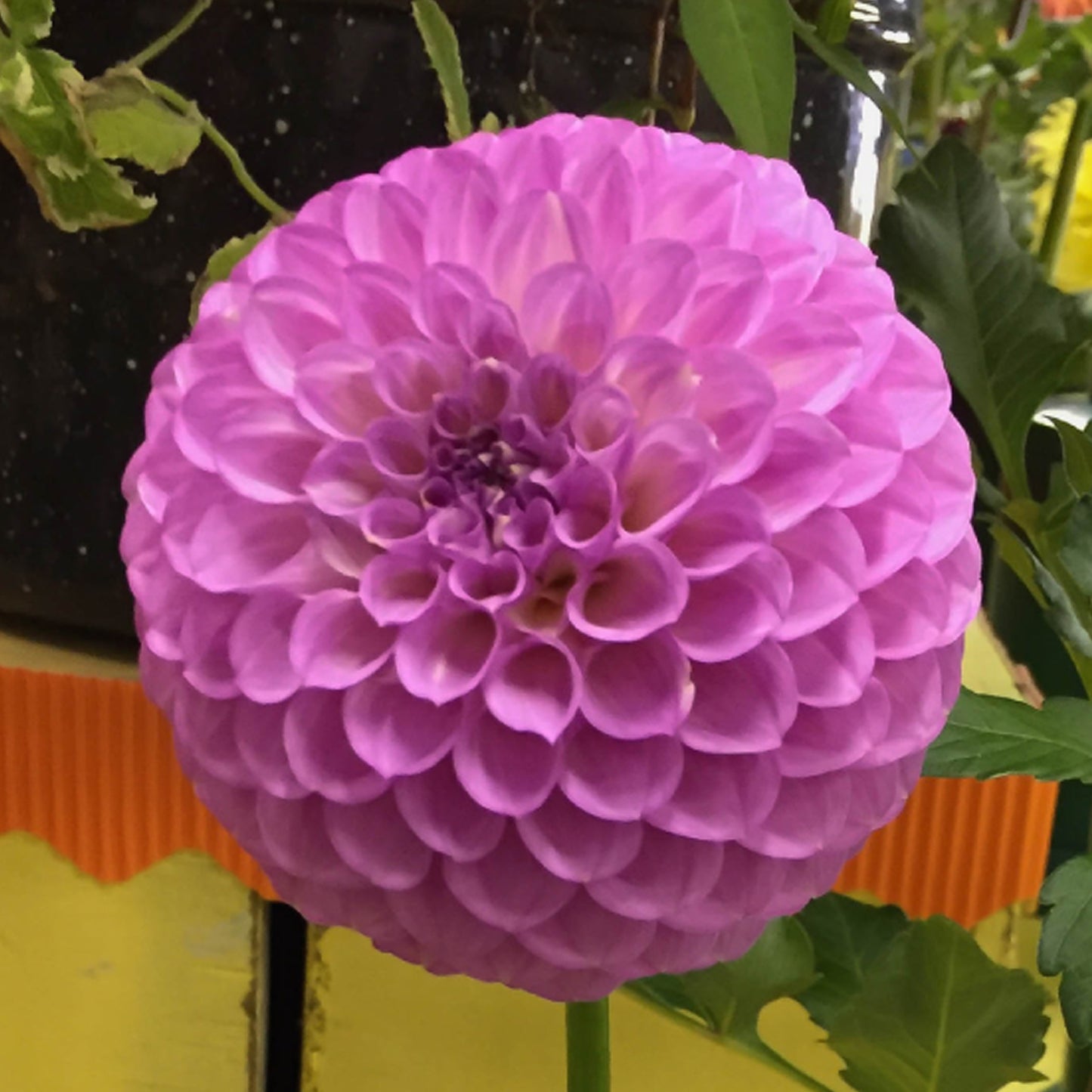 20th Ave Pure Prince-M-FD- L