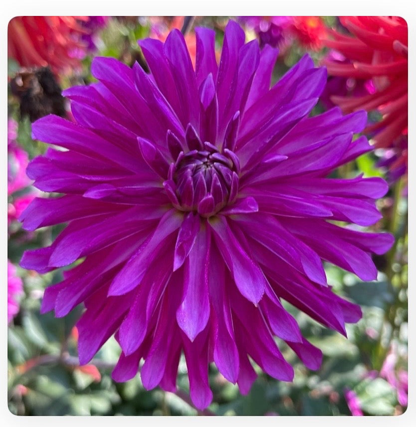 River’s Purple Pinwheel-ST-PR
