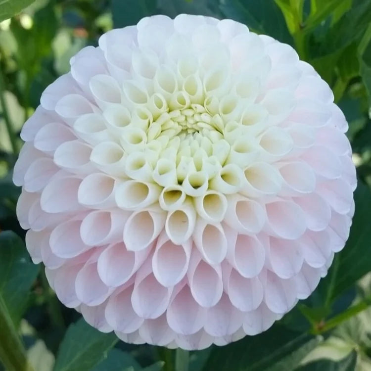Camano Zoe-MB-PK