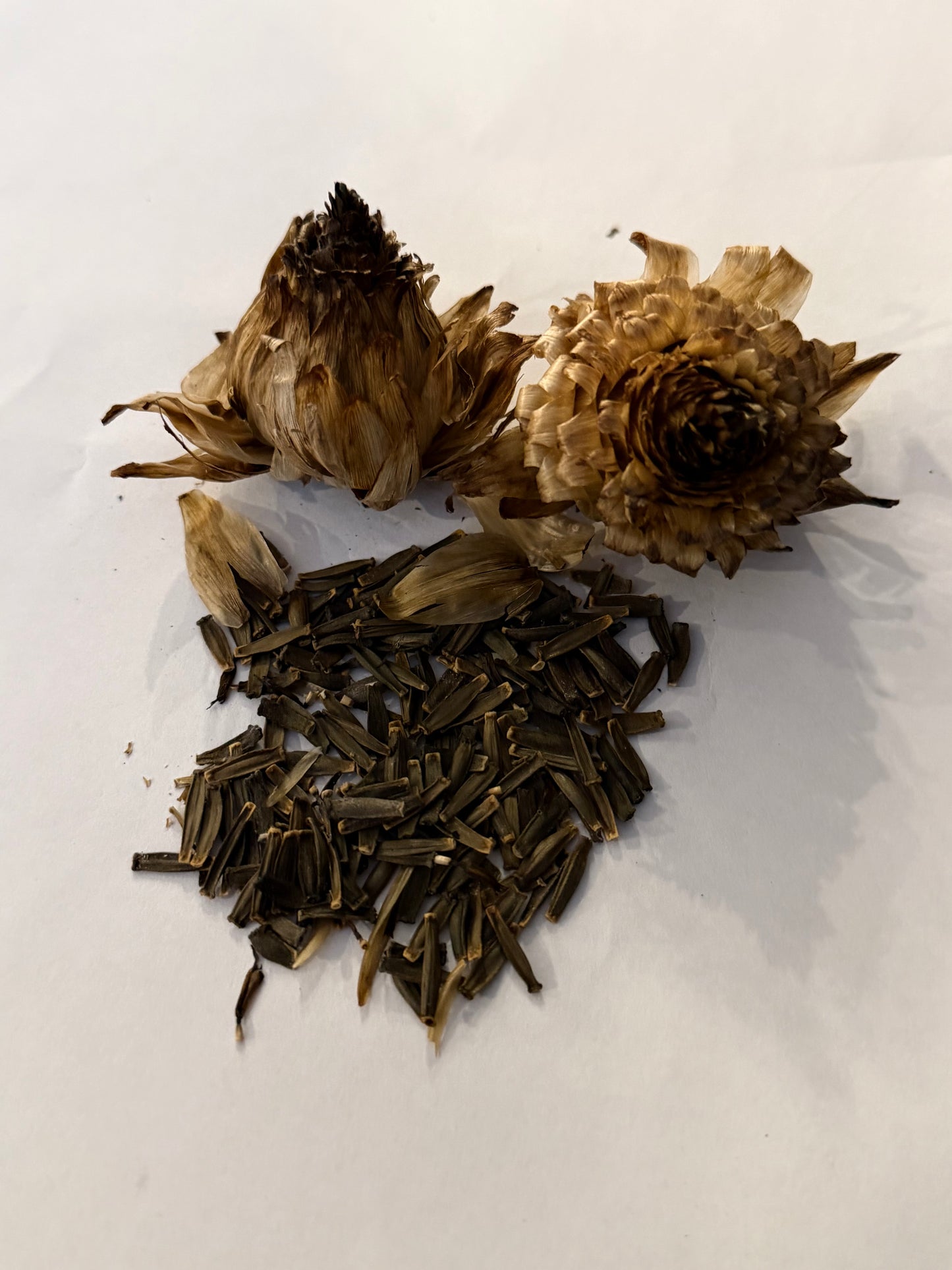 Dahlia Seeds-50 seeds
