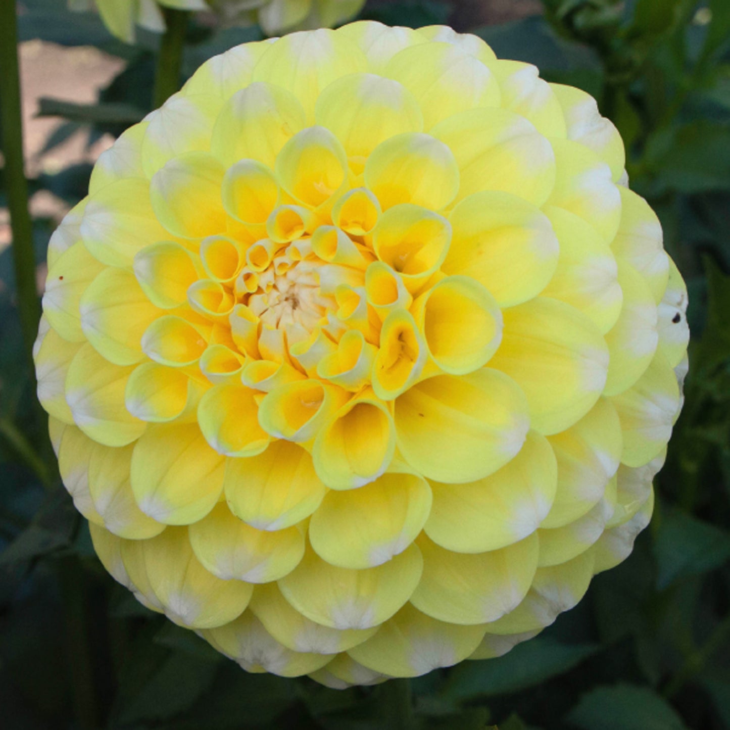 River's Yellow Snow- Ball, Bi-Color