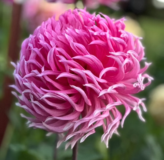 Hollyhill Cotton Candy
