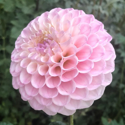 20th Ave Memory-BA-PK