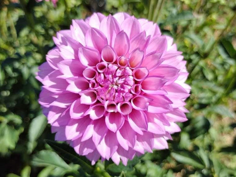 WB’s Lavender Ice-BB-FD-L