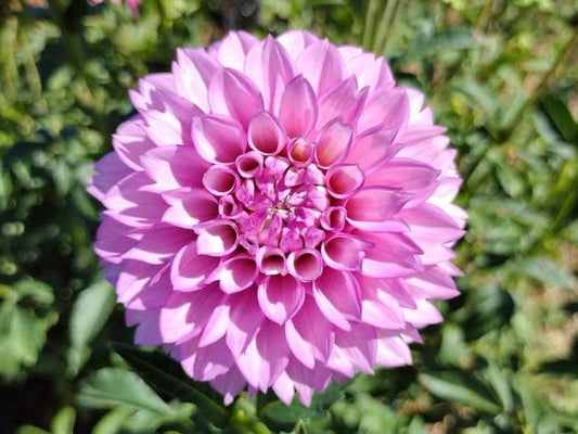 WB’s Lavender Ice-BB-FD-L