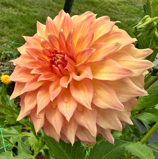 Newaukum Honey-BB-ID-OR