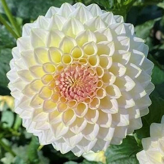 Cream Diane-BB-FD-Y