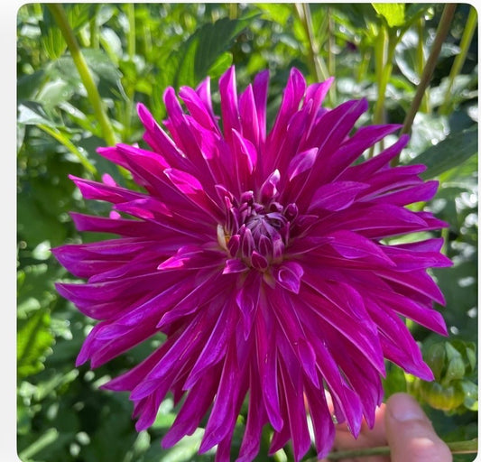 River’s Purple Pinwheel-ST-PR