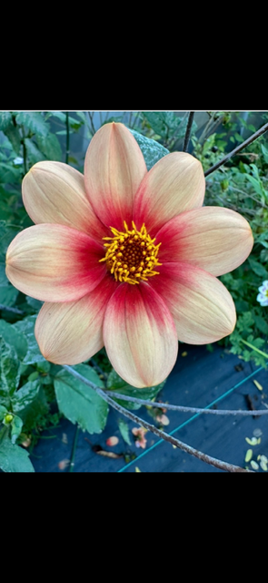 RaeAnn’s Peach-S-DB-R/Y