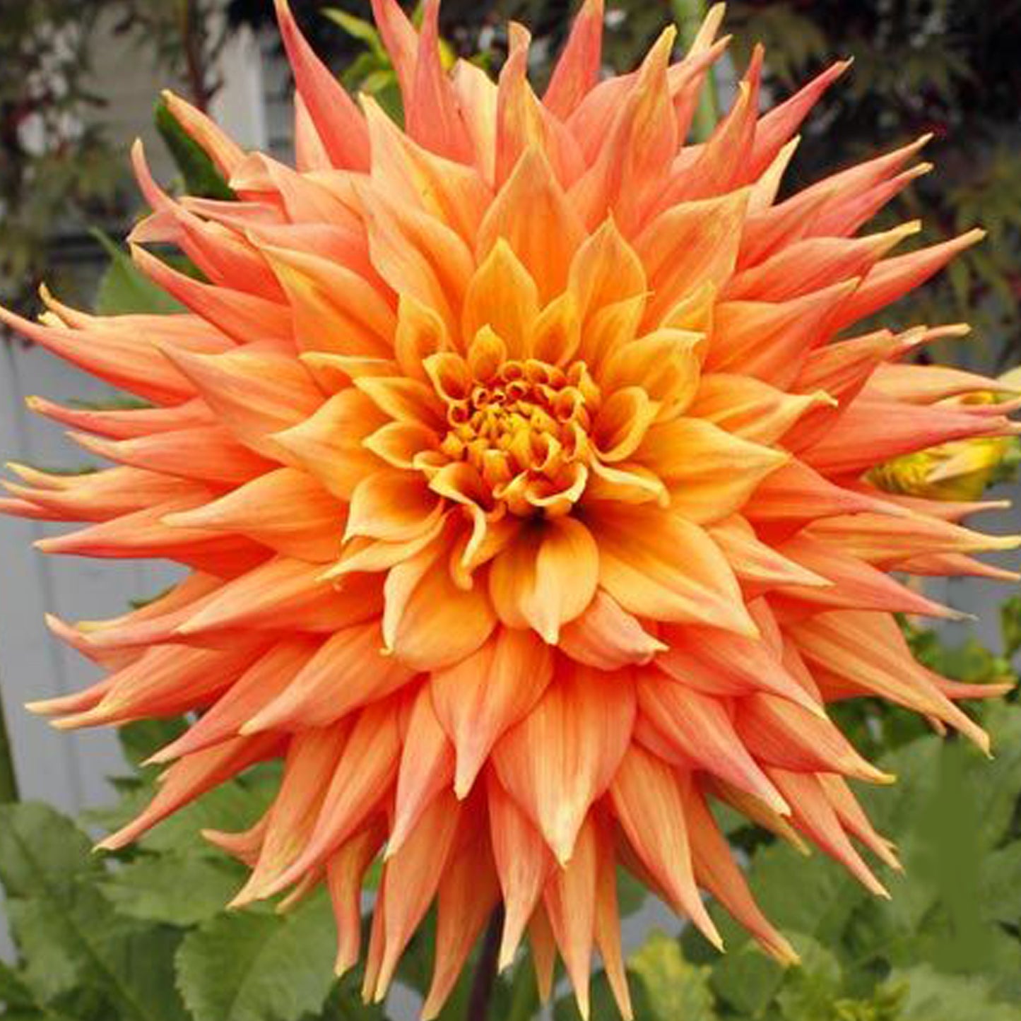 Alfred C- Giant, Semi-Cactus, Orange