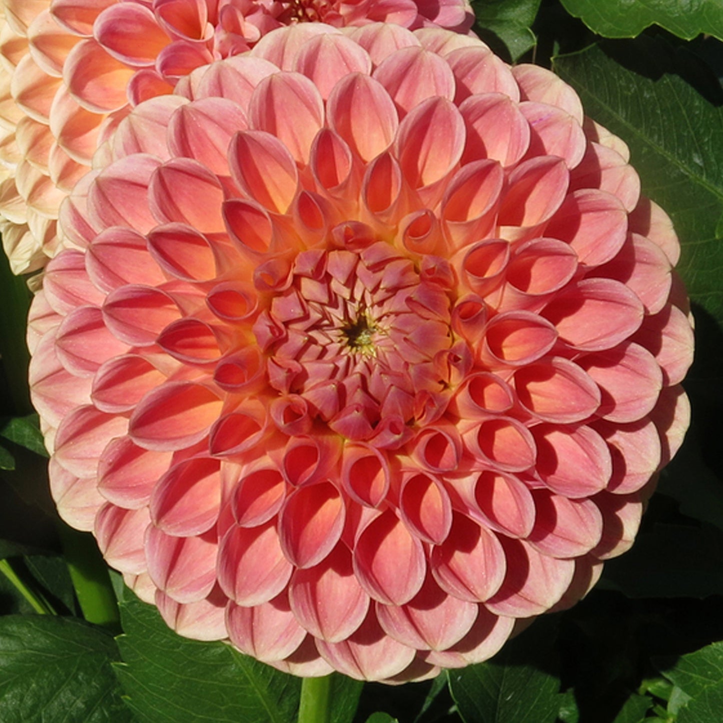 Clearview Peachy-B-PK