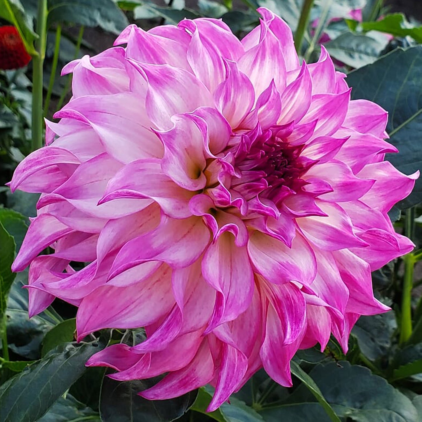 Colorado Classic- BB-ID- Dark Blend
