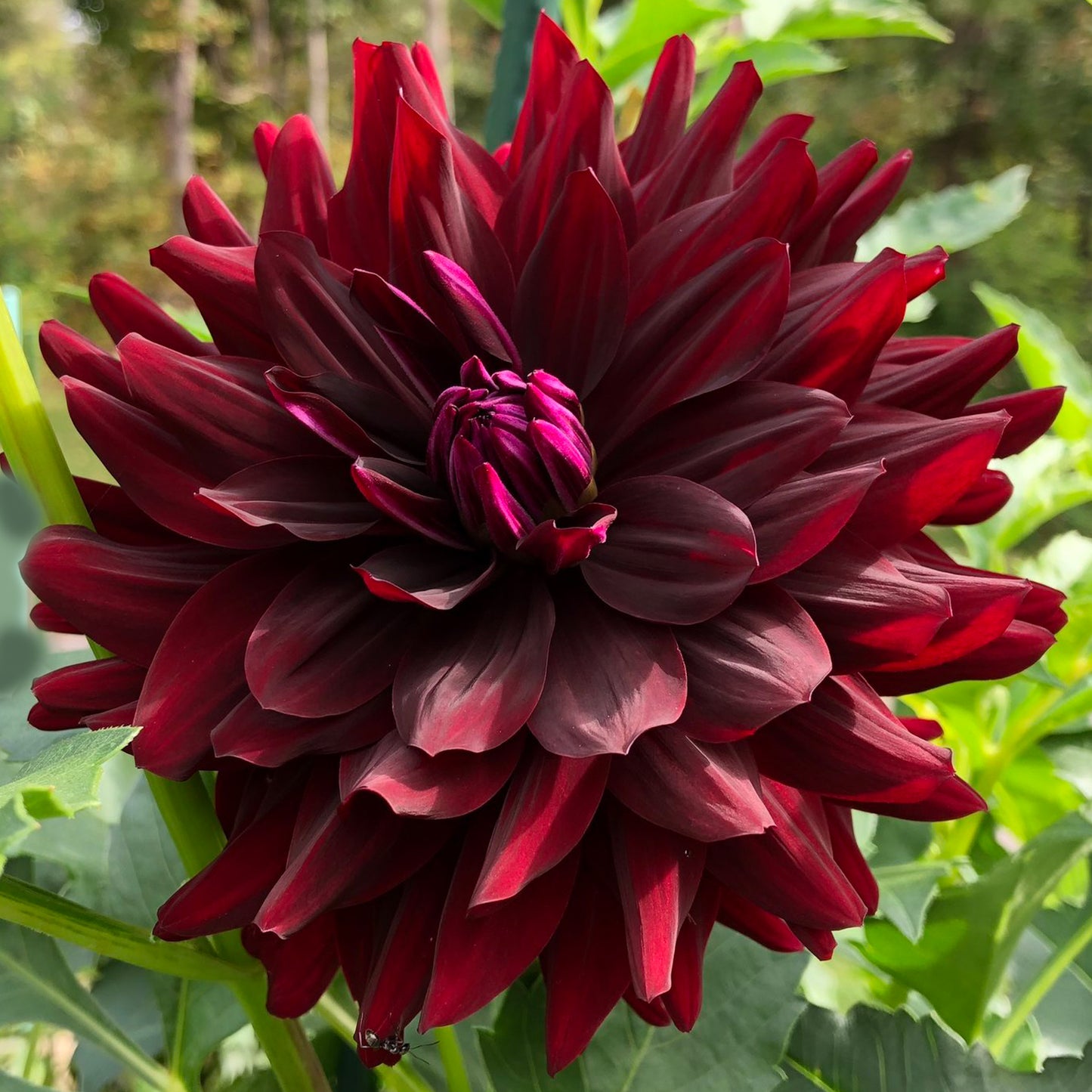 Hollyhill Black Beauty- BB- ID-DR