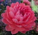 HollyHill Day Dream-Waterlily-DP