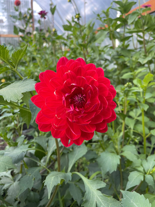 Red Velvet- Waterlily, RD