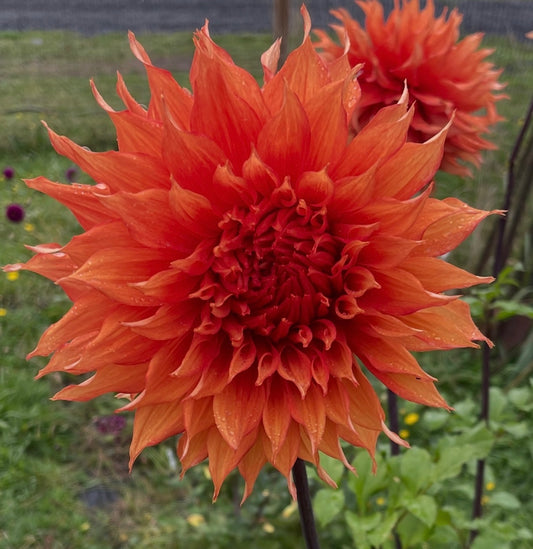 Hollyhill Gladiator- Semi-Cactus, AA,  Orange
