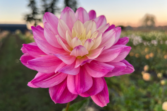 HollyHill Pink Martini-Waterlily-LB