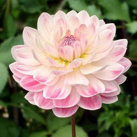 Kelgai Ann- Waterlily, LB
