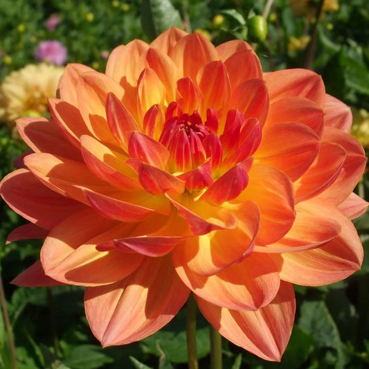 Pam Howden-Waterlily-LB