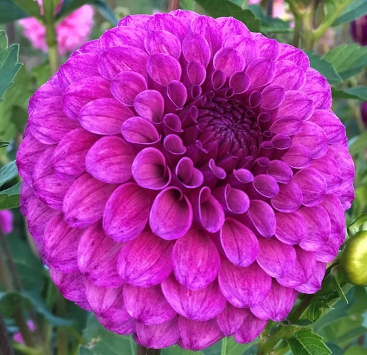 Robann Royal- MB- L