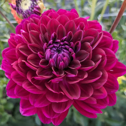 Sandia Bertha-Waterlily-PR