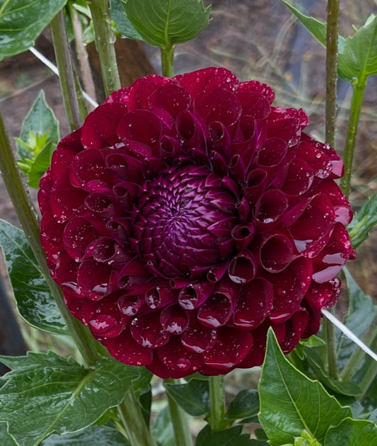 Hollyhill Regal- FD-Purple
